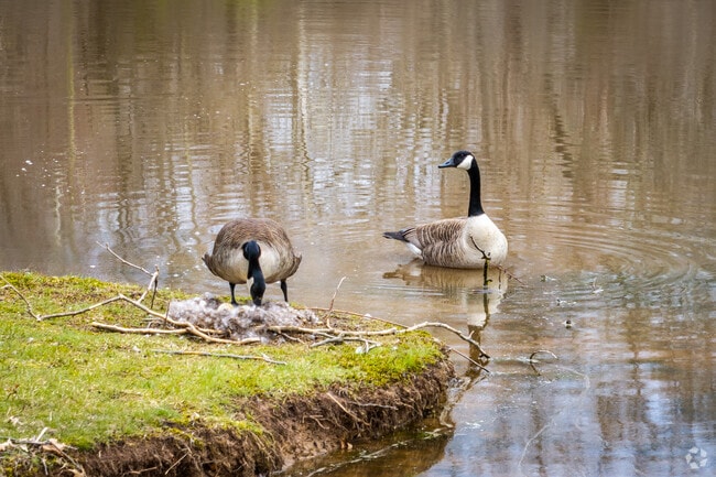 A pair of Canada geese nest beside the pond at Hunterdon Hills Playhouse in Union Township.