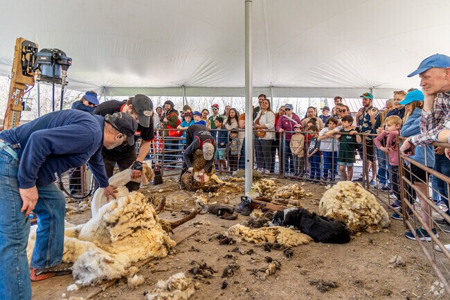 Learn more about traditional shearing at Sheephearing Festival.