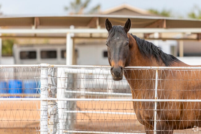 A quick drive around Lehi and you’ll find many friendly animals.