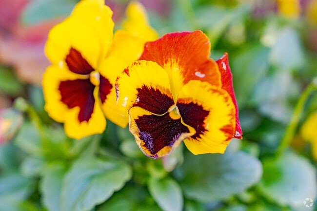 Blooming flowers can be found along Hamilton Ave in College Hill.