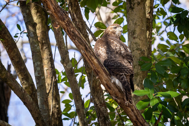 You are very likely to encounter wildlife in East Hampton, located in Rowell, Georgia.