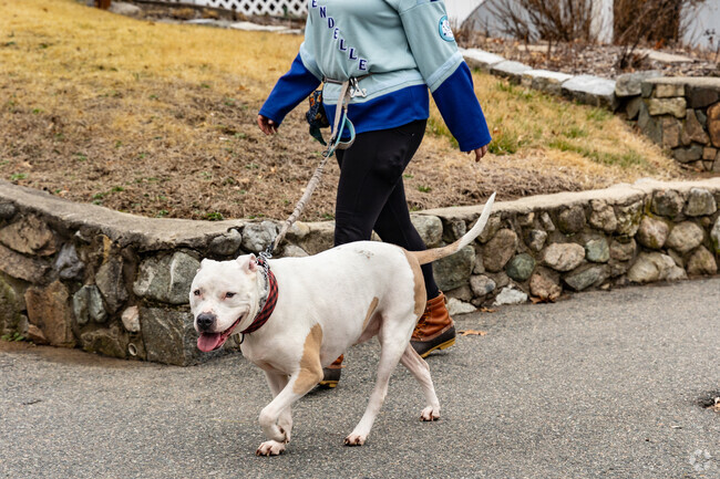 Happy pups love saying hello around The Manor area.