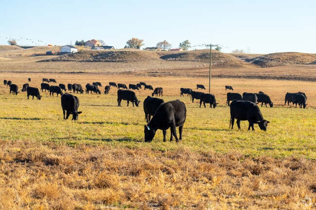 Cows roam the nearby pastures, just out the Country Club West neighborhood.
