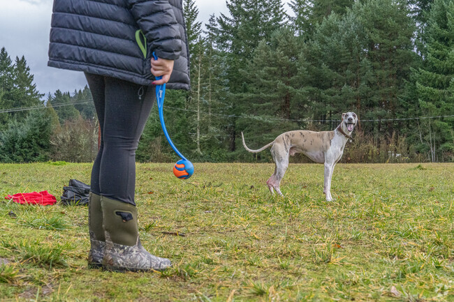 Play fetch at Paul and Verna Winkelman Park in Beaverton, OR.