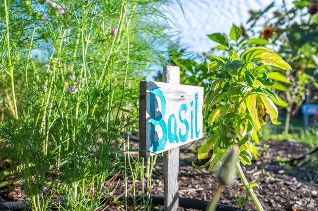 Students grow their own basil at Truro Central School.