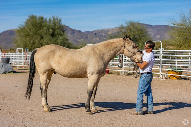 Horses are a cherished part of Cave Creek’s rich Western heritage and lifestyle.
