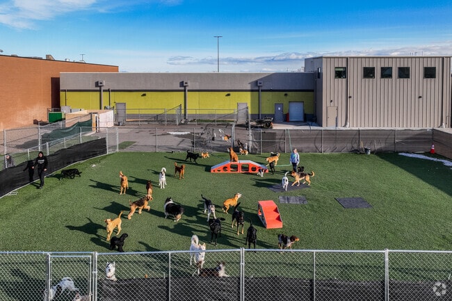 It's common to see loads of dogs playing in Havre.