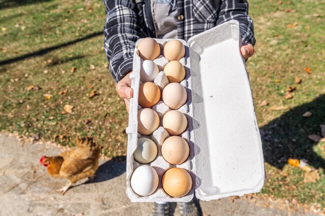 Farm-fresh eggs are readily sold and purchased by residents and visitors of Winston.