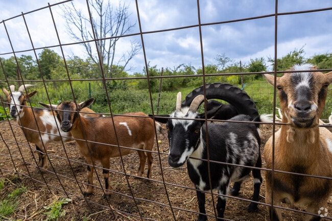 Be sure to visit the friendly goats at the Hackleboro Orchard in Canterbury.
