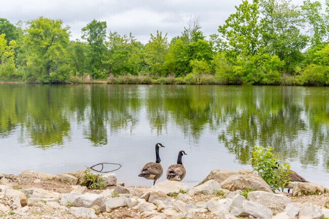 Take in the beautiul views with wildlife at Jesse Thornton Lake at Basil Griffin Park inI Bowling Green.