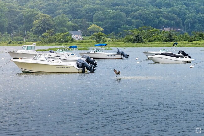 This osprey just caught dinner at Billy Joel Cold Spring Harbor Park.
