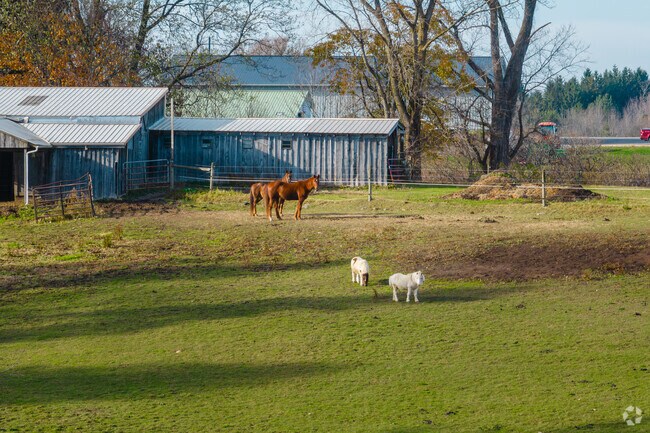 Ponies and horses graze peacefully on ranches in Holland.