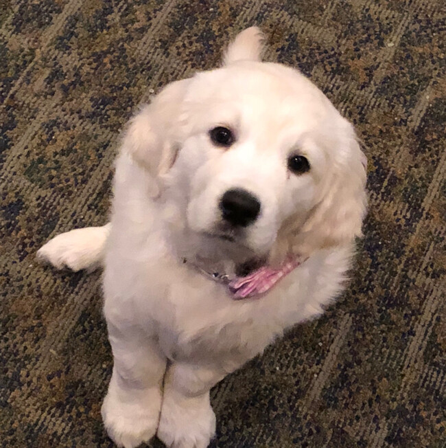 Agent Photo