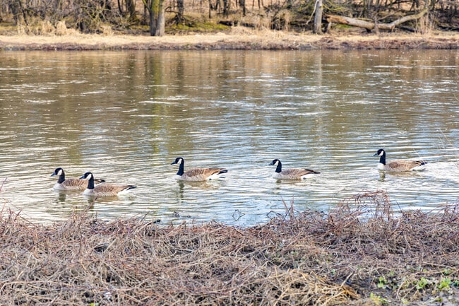 The Des Plaines River is host to many species of wildlife around Lyons.