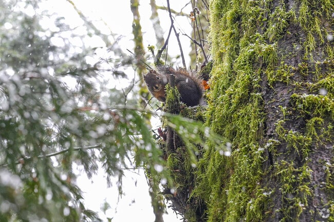 Observe Nature and Wildlife in Forest Park.