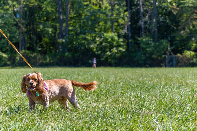 A puppy enjoying a sunny day at Fairfax's Bonsall Park.