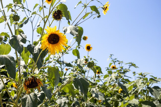 Flower-filled yards add color to homes throughout E R Danner.