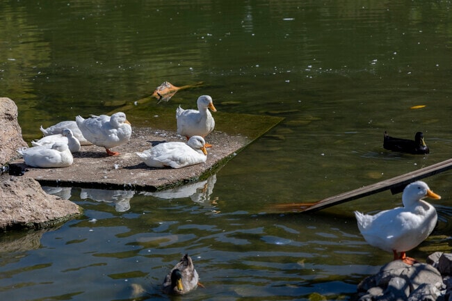 Ducks frequent ponds around Rossville’s neighborhood parks.