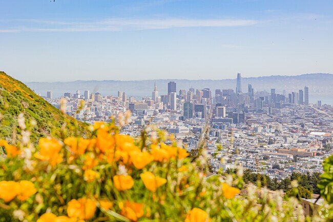 California poppies are spread across the Twin Peaks Park neighborhood.