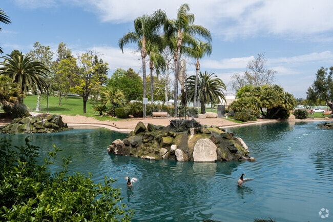 Ducks fly in the man-made lake in Woodland Park.
