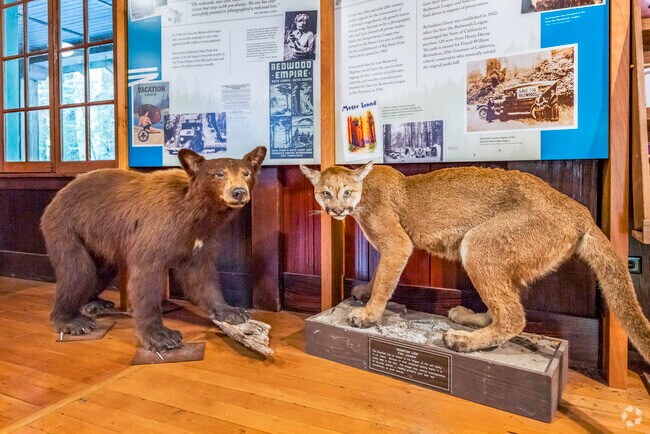 Some of the wildlife like black bears and mountain lions are found in Alderpoint.