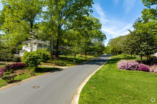Old Growth Trees Line The Roads In The Sherwood Forest Neighborhood of Charlotte