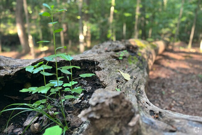 Ribbonwalk Nature Preserve lets Nevin Community locals connect with the beauty of the outdoors.