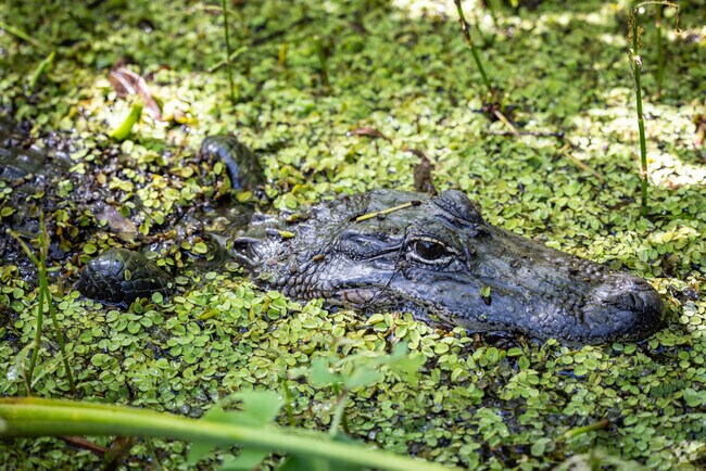 Get close to wild Alligators from the safety of the boardwalk at Barataria in Estelle.