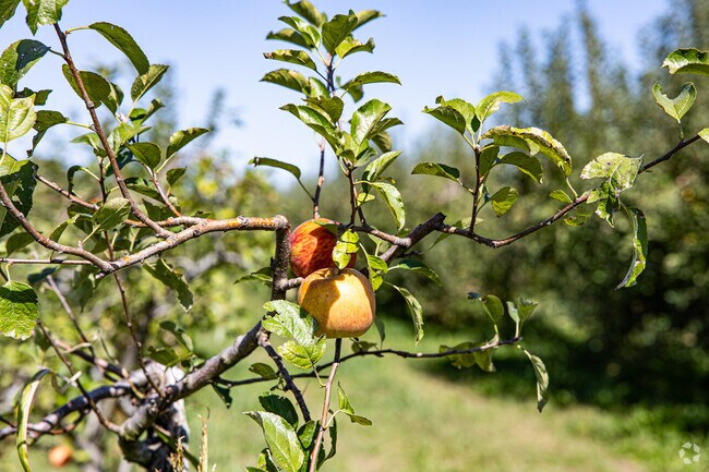 Apples are a big deal in Marionville with the annual Marionville Applefest.