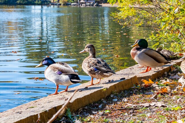 Ducks at Fellsmere Park in the West End bask in the morning sun.