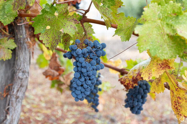 Harvest season means beautiful grapes  decorate the landscape of the Viano Winery in Martinez.