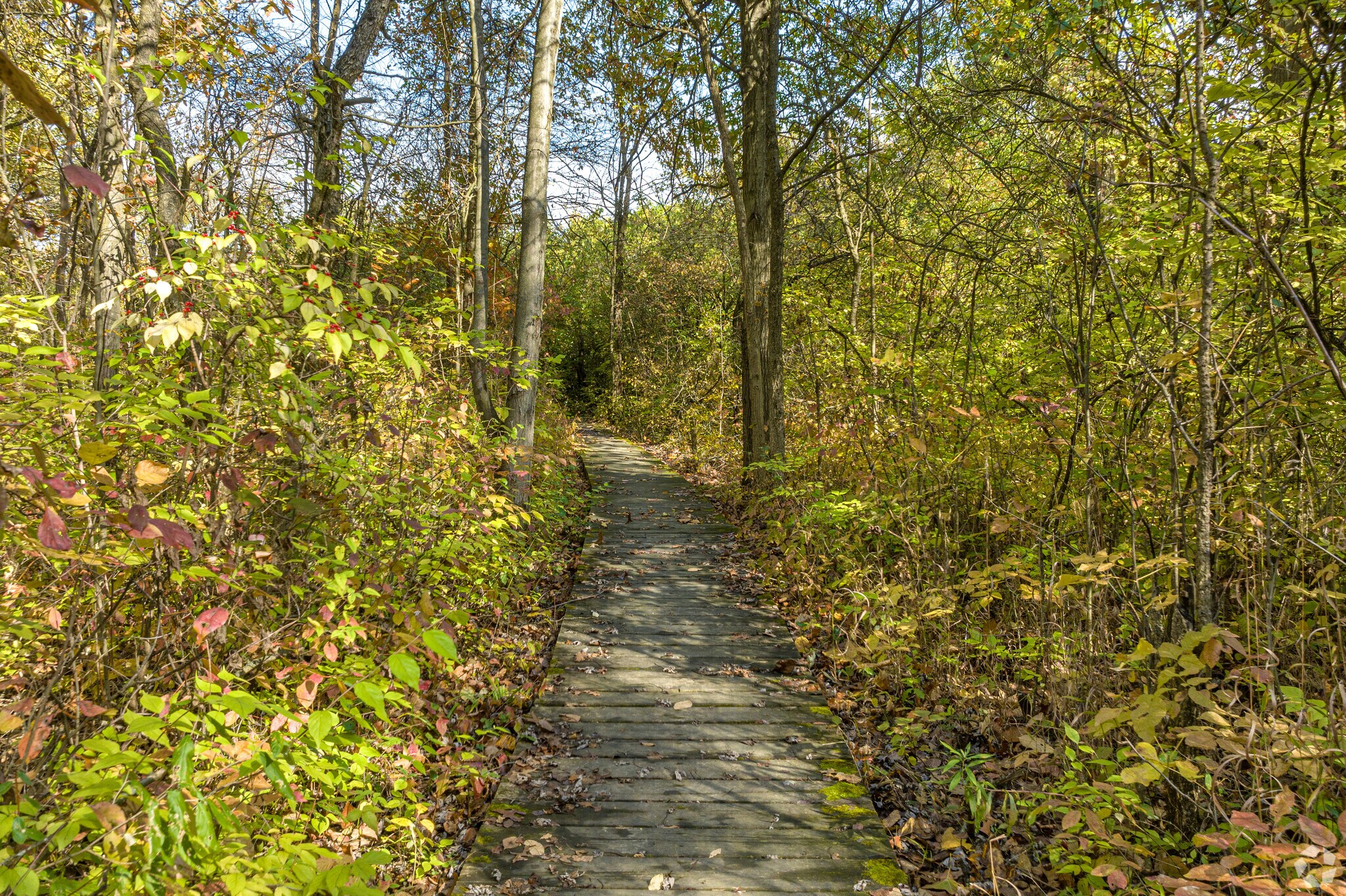 Mengerson Nature Preserve is the perfect place for a stroll near Royal Oaks.