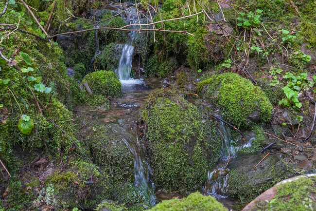 Listen to the babbling brooks and trickling waterfalls throughout Forest Park.