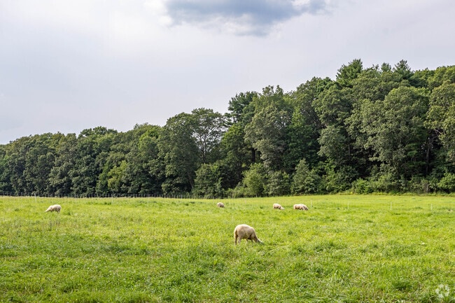 Sheep in a farm field in Lincoln, MA.