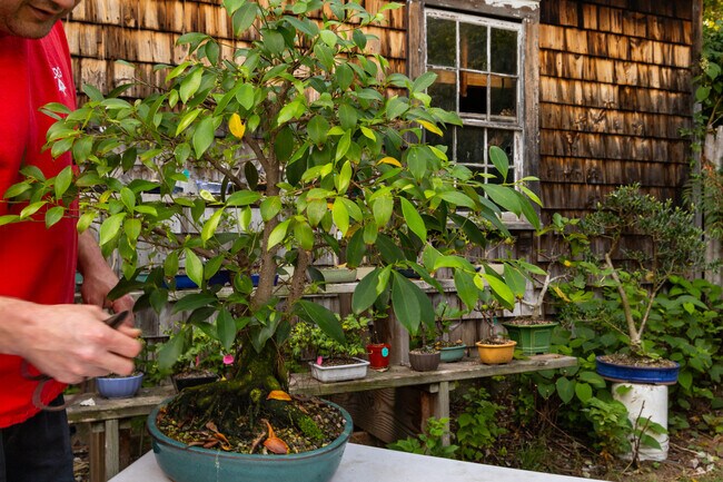 Visit MrB's Bonsai Garden for beautiful North End raised bonsai trees.
