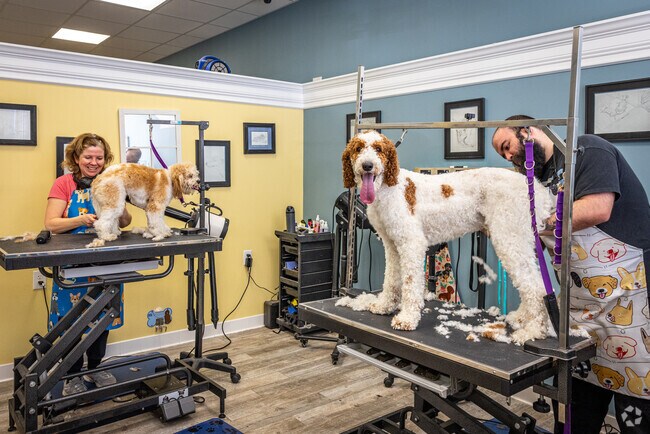 Kathy's Top Dog Salon is your canine best-friend's new home away from home in Dunellen, NJ.