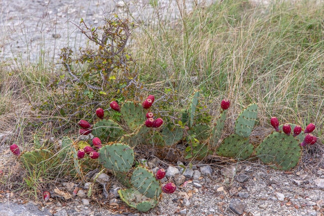 Russell Park's trails feature vibrant cacti, adding a touch of desert charm to the landscape.