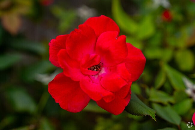 A perfect rose in Stevens, PA blooms in the green, one of many beauty features of the area.