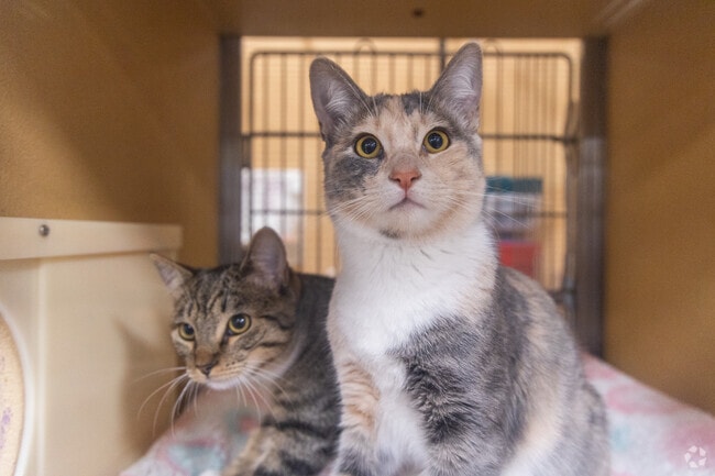 Sundale residents can find their perfect feline companion at Sundale's PetSmart.