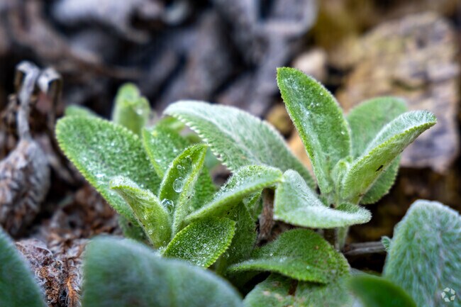 Nature lovers can explore the grounds at The Arboretum for the first signs of Spring.
