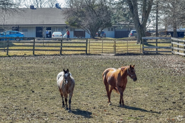 Wayne Equestrian Center horses are happy to roam around the grounds in Campton Hills.