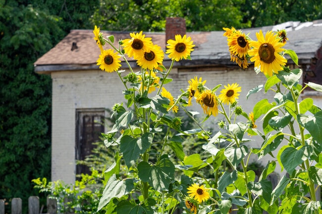 Sunflowers blossom at the Hurt Park Community Gardens.