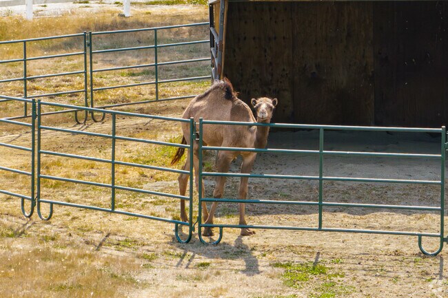 You never know who you will meet at Old McDebbie’s Farm in South Creek.