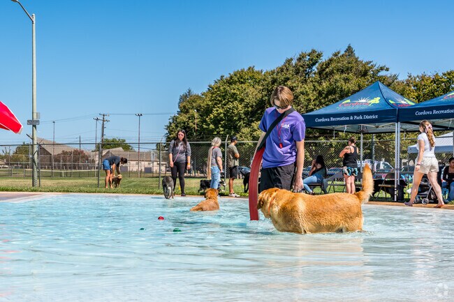 Dogs can go for a swim at Barktoberfest.