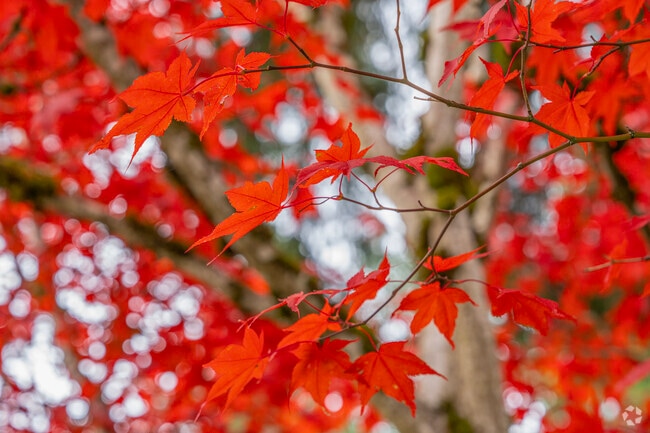 The Marylhurst neighborhood bursts with vibrant foliage in the fall.