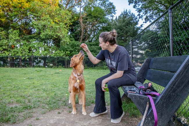 A dog gets a treat during playtime at the dog park in Veterans Memorial Park in Warwick, NY.
