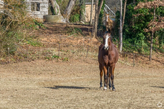 Horses hold a special place in the hearts of the Love Valley community.