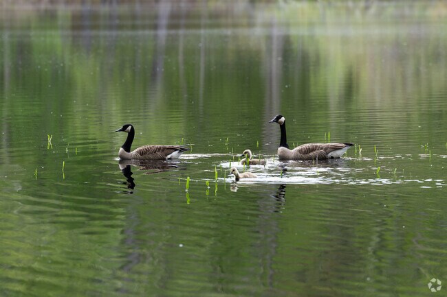 There are many local ponds peppered within Madison for charming views of wildlife.
