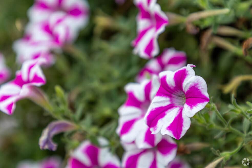 Neighborhood_Pea Ridge_022124